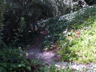 Small tit brunette gives a nice hard blowjob and fuck